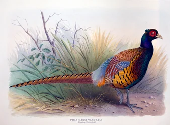 Phasianus vlangali, c.1896-1921